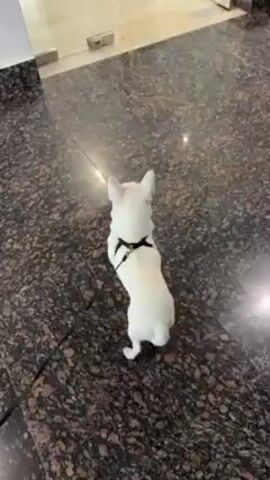 A small white Chihuahua dog with a black harness stands on a brown marbled floor. The dog looks around. The environment appears to be indoors.