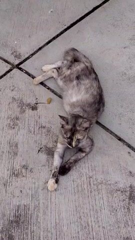 A grey and brown tabby cat lies sprawled on a concrete walkway in what appears to be a relaxed or resting position. The walkway is marked with lines, creating a square pattern. The cat's legs are splayed out, and its head is resting on its front paws. A small, yellow leaf is visible near the cat. As the camera angle shifts, a green cart with black wheels is seen briefly in the background. The view then changes to a lush green bush with reddish new growth, in front of a light-colored building with arched entrances and patterned walls. The camera tilts up to reveal the building's dome, which is a reddish-brown color.