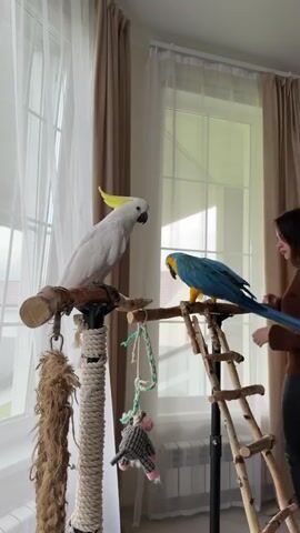 A young woman is standing in a room with two parrots. She is wearing a brown turtleneck and black pants. The parrots are on a wooden perch. One parrot is a white cockatoo with a yellow crest, and the other is a blue-and-yellow macaw. The woman pets the macaw with her hand and then scratches its head with her nose. The cockatoo looks on. The room has a window with sheer curtains.