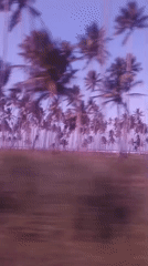 Evening palm tree silhouettes captured from moving vehicle in Venezuela
