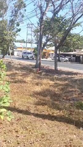 The video shows a roadside scene with dry grass and scattered leaves in the foreground. A dirt path is visible in the lower portion of the frame. In the background, a paved road runs horizontally. Several trees with green foliage line the road, casting shadows on the ground. A utility pole with numerous wires is present on the right side of the frame. On the road, several vehicles are visible: a white SUV, a white car, a red pickup truck, and a green and white bus. In the far background, there are buildings with yellow and white facades. The sky is clear and blue, suggesting it is a sunny day. The video appears to be a static shot from a slightly elevated perspective, looking towards the road.