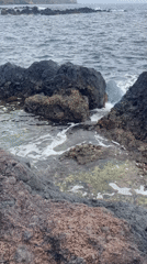 Crabs observed on rocky Portuguese coastline during cloudy afternoon