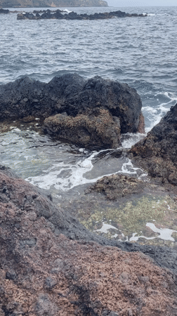 Crabs observed on rocky Portuguese coastline during cloudy afternoon