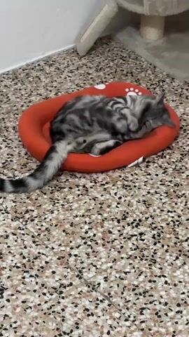 A grey and black tabby cat lies on a red, oval-shaped cat bed with white paw prints on it. The cat is positioned on its side with its legs tucked underneath it and its tail draped over the edge of the bed. Its head is resting on its paws, and its eyes are closed. The cat bed is on a speckled floor with white, black, and orange flecks. In the background, a portion of a multi-level cat tree is visible, as well as a white wall. The lighting is bright and even.