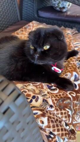 A close-up shot shows a black cat with yellow eyes lying on a brown and white patterned blanket. The cat is wearing a red collar with a white tag. A hand enters the frame and gently pets the cat's head, causing the cat to close its eyes and tilt its head back, appearing to enjoy the attention. The background is blurred but suggests an outdoor or patio setting with wicker furniture.