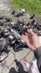 Child feeds pigeons on Vladivostok street in early morning hours