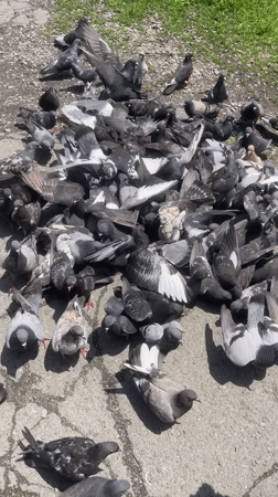 Child feeds pigeons on Vladivostok street in early morning hours
