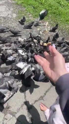 Child feeds pigeons on Vladivostok street in early morning hours