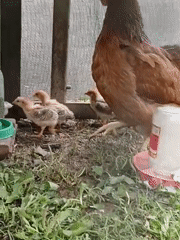 Hen and chicks in a backyard coop, Lagovskoe