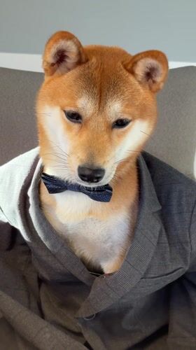 Formally dressed Shiba Inu photographed in indoor portrait session