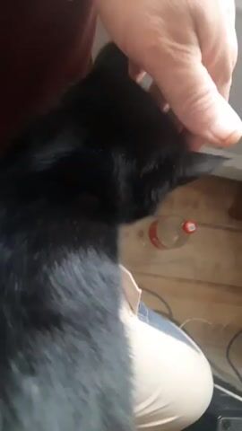 A person sitting down pets a long-haired black cat on the head. The person wears light-colored pants and a dark red shirt. A plastic bottle lies on the floor nearby. A black electronic device is on the floor. The floor appears to be made of light-colored wooden planks.