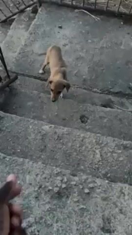 A hand points from the bottom of a set of concrete stairs towards a small, light-brown puppy standing on the stairs. The hand beckons the puppy, and a voice says, "Come on." The puppy is on the first step of a short flight of steps, and there is a black metal fence to the left of the frame. The concrete stairs are rough and show signs of wear.