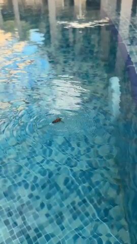 The video shows a close-up of a swimming pool with blue tiled walls and a white edge. The water is clear with ripples and reflections from the surrounding environment. A small, brown object, possibly an insect or a piece of debris, is floating on the surface of the water near the center of the frame. The camera slowly pans across the pool, showing the water's surface and the tiled interior.