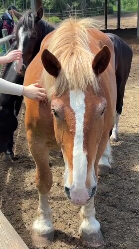 Horses and a rooster at a Falcon Lake farm