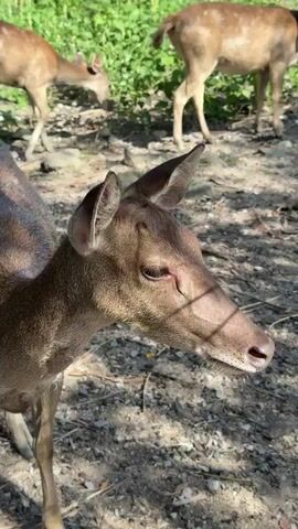 The video displays a close-up of a deer's face, focusing on its eyes and ears. In the background, two other deer are visible in a wooded area. The deer in the foreground is looking to the right of the frame. The lighting suggests it is daytime, with sunlight filtering through the trees, creating shadows on the ground and on the deer. The ground appears to be covered with dirt, rocks, and dry leaves or foliage. The environment is natural, with trees and green vegetation visible in the distance. There are no humans present in the video.