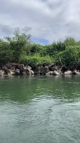 The video shows a view from a boat moving on a green river. The riverbank is lined with large concrete tetrapods, presumably for erosion control. Behind the tetrapods, there is dense green foliage and trees. Several ducks are visible in the water and on the tetrapods. The sky is partly cloudy. The boat moves at a steady pace, and the water surface is disturbed by ripples.