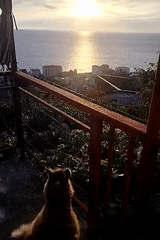 Dog and coastline at golden hour