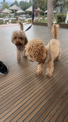 Two women play with three poodles on deck in Kemer