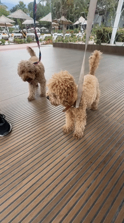 Two women play with three poodles on deck in Kemer