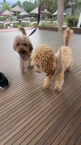 Two women play with three poodles on deck in Kemer