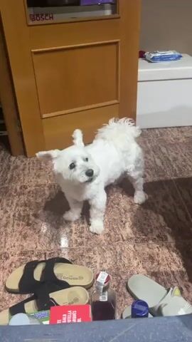 A small white fluffy dog is standing on a tiled floor in front of a wooden door. The dog is facing the camera and appears to be looking around. There are sandals and bottles on the floor in front of the dog. The dog barks several times. The door has a Bosch logo on it.