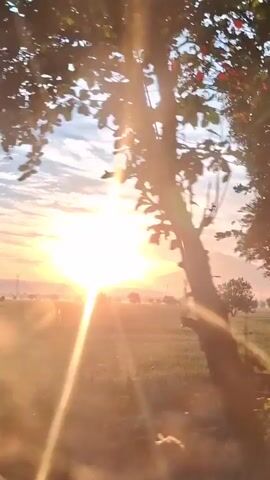 The video is a landscape shot of a sunrise over a rural area. The sun is bright and positioned slightly to the left of the frame, with rays of light shining through tree branches and the sky. The foreground features the silhouette of a tree and some foliage. The background shows a flat, open field, possibly farmland, with a distant mountain or large hill. The sky is partly cloudy with wispy cirrus clouds. The overall impression is one of peace and natural beauty. There are no people or animals visible in the video.