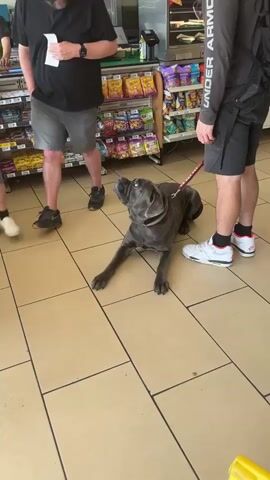 Inside a brightly lit convenience store with tan-colored tiled flooring, a large, gray Corso dog is lying down on a red leash that reads "DO NOT PET." The dog is panting, and its head is tilted upwards. To the left of the dog, a man in a black t-shirt, gray shorts, and black shoes is holding a piece of white paper. To the right of the dog, another man wearing a gray long-sleeved shirt, black shorts, black socks with pink trim, and white sneakers is standing. Behind the dog, a shelf stocked with various candies and snacks is visible. A cash register and counter are situated behind the shelf, suggesting the location is near the checkout area.