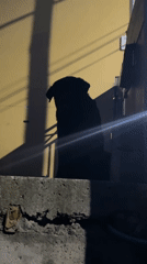 Black dog sits on ledge in Ushuaia, Argentina