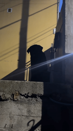 Black dog sits on ledge in Ushuaia, Argentina