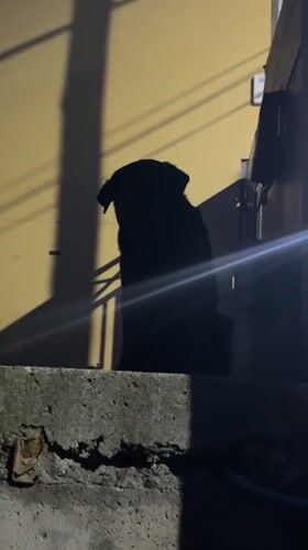 Black dog sits on ledge in Ushuaia, Argentina