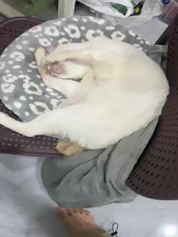 A video shows a white cat asleep in a bed with a gray patterned cover. A person reaches a finger towards the cat, touching its nose. The cat is lying on its side with its paw covering its face.