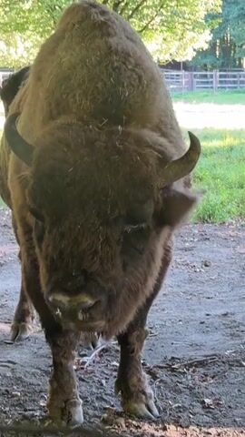 A European bison stands facing forward, its massive brown body covered in thick fur. Its head is lowered, and its horns curve upwards. The ground beneath it is covered in dirt and fallen leaves. In the background, trees with green foliage form a dense canopy, and a wooden fence can be seen in the distance. The lighting suggests it is daytime, with sunlight filtering through the trees. The bison appears to be in a natural or semi-natural habitat.