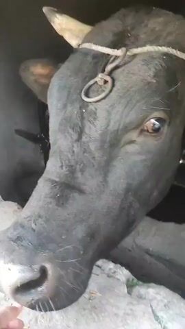 A close-up video shows the head of a dark-colored buffalo. The buffalo has horns and a ring attached to a rope around its head. It is sticking its tongue out, appearing to lick something. A person's hand is visible in the lower left corner, near the buffalo's mouth. The background is dark, with some hints of a structure and possibly other animals. The video is short, lasting only a few seconds.