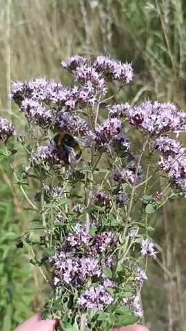 A bumblebee is seen collecting nectar from a flowering plant. The plant has small, purple flowers and green leaves. The background is a blur of green and brown, suggesting an outdoor setting. The bumblebee is fuzzy and black and yellow. The video is very close-up and appears to be filmed handheld.