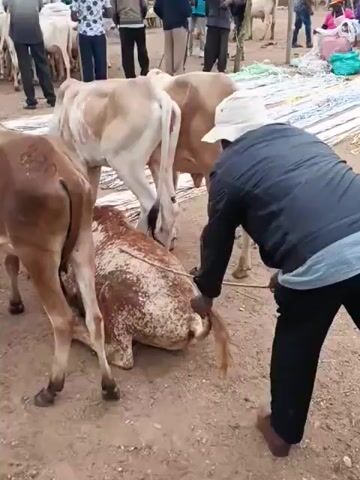 The video shows a group of cattle in an outdoor market environment. People are present, some interacting with the animals. In the foreground, a person wearing a dark shirt and a light-colored hat is holding the tail of a cow, which is partially lying down or in the process of lying down. The ground appears to be dirt. In the background, more cattle and people are visible, along with some structures that suggest a market or settlement. The lighting indicates it is daytime.