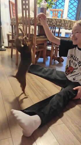 Girl trains small brown dog indoors in Samara home