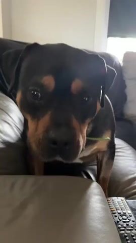 This video is a close-up shot of a dog's face. The dog appears to be a Rottweiler mix with black, tan, and white markings. It has dark eyes, a black nose, and is wearing a green collar. The dog is sitting on a couch, and the background is slightly blurred, suggesting an indoor environment. The camera moves in and out of focus, creating a dynamic and somewhat blurry effect. A remote control is visible in the lower right corner of the frame.