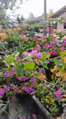 Garden tour captured in Langsa, Indonesia shows blooming plants