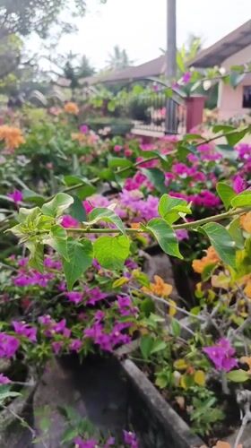 Garden tour captured in Langsa, Indonesia shows blooming plants