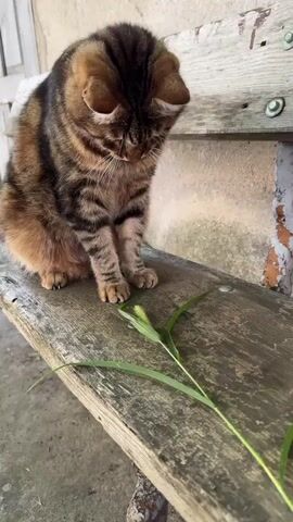 A tabby cat with brown and black stripes sits on a weathered wooden bench. In front of the cat, a hand holds a sprig of green grass, offering it to the feline. The cat, with its head lowered, cautiously investigates the grass, extending a paw towards it. The background shows a textured wall and part of a wooden structure, suggesting an outdoor setting. The lighting appears natural, implying daytime. The cat's posture and focus on the grass indicate curiosity and playful interaction. There is no visible text in the media. The scene depicts a moment of gentle interaction between a person and an animal in a rustic environment.
