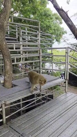 A monkey walks across a metal platform. It jumps to another platform and then sits down. In the background, there is a large tree and a metal structure.