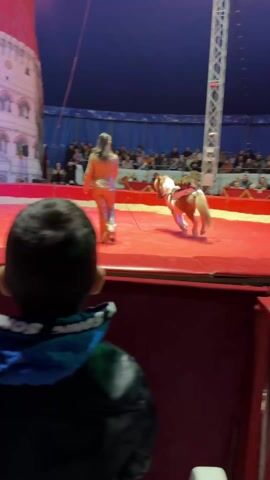 The video shows a circus act featuring a monkey riding a pony. The scene is filmed from the perspective of a young boy watching the performance. The pony, with a light-colored mane and tail, is wearing a small saddle and is ridden by a monkey wearing a vest. The pony trots around a red-covered circus ring while being guided by a circus performer in a gold-colored jumpsuit. The audience can be seen in the background, watching the act. There are red curtains on one side of the ring and a backdrop featuring a white building design. Other circus performers are also visible near the curtains.