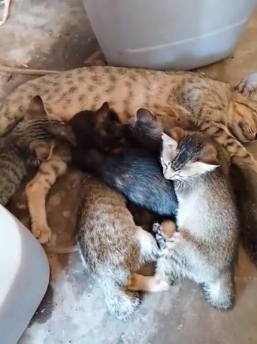 Man documents quiet moments with cats in Indonesian warehouse