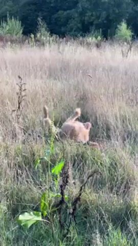 A golden-colored dog is rolling on its back in a grassy field. The dog is mostly hidden by the tall, dry grass but it is clearly moving its legs and body as it rolls around. The field is surrounded by trees in the background. The weather seems sunny.