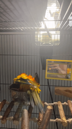 Sun conure enjoys a bath, then dries off by the window