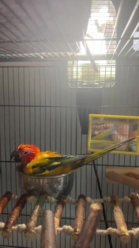 Sun conure enjoys a bath, then dries off by the window