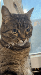 Tabby cat near a window, grooming and lounging