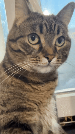 Tabby cat near a window, grooming and lounging