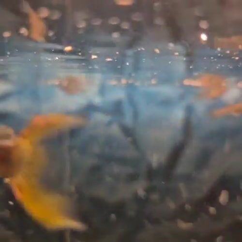 Aquarium viewing session with guppies and decorative figurines