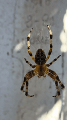 Spiders in their webs and a measured insole, Mikhaylovka